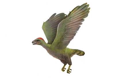 遼寧發(fā)現(xiàn)原始鳥類化石新屬--“沈師鳥”