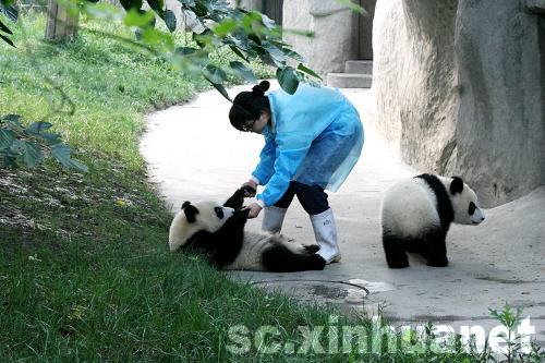 四川成都：大熊貓悠閑度炎夏