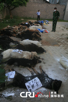 29只警犬服驅(qū)蟲藥后死亡