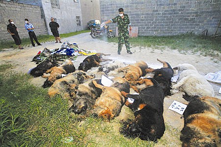 廣西29只警犬突然死亡含8只藏獒 生前曾服用打蟲(chóng)藥