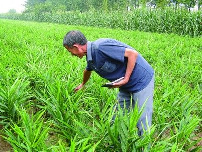 山東泰安生姜十余天漲價(jià)60% 姜農(nóng)稱像炒股票(圖)