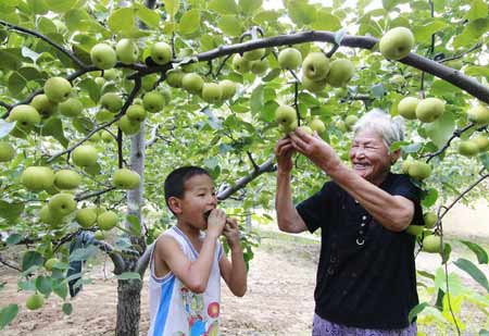 河南省寧陵縣：日本杏水梨喜獲豐收