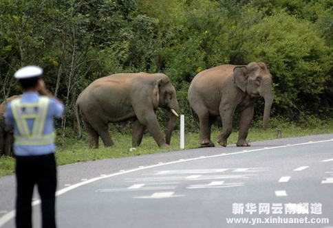 西雙版納野象徜徉高速公路