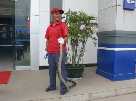 云南安寧一居民家中發(fā)現(xiàn)眼鏡王蛇