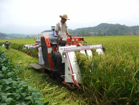 湖南省隆回制種業(yè)促水稻畝產(chǎn)增收2000余元