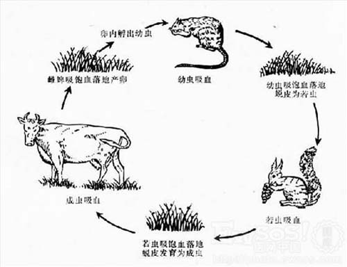 湖南省疾病控制中心發(fā)布蜱蟲(chóng)防治方法