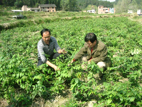 湖南隆回縣培育出適應低海拔種植的金銀花苗木