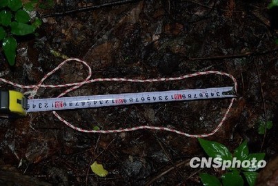 中國專家擬重新啟動神農(nóng)架“野人”科學(xué)考察