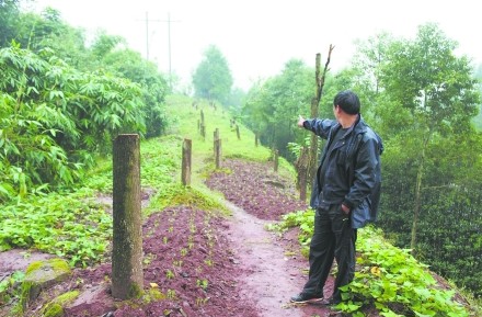 廣安綠色長(zhǎng)廊46棵香樟被腰斬 森林警介入調(diào)查