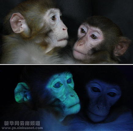 中國科學(xué)家在昆明成功培育出國內(nèi)首例轉(zhuǎn)基因獼猴