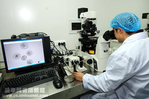 中國科學家在昆明成功培育出國內(nèi)首例轉(zhuǎn)基因獼猴