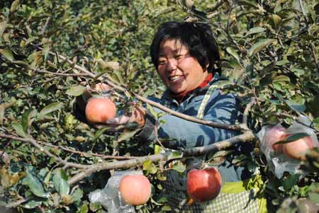 河南虞城深挖網(wǎng)絡(luò)資源 豐收蘋(píng)果銷全國(guó)