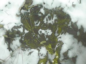 吉林延吉首次發(fā)現(xiàn)野生東北虎蹤跡(組圖)