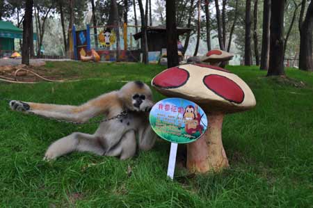 云南野生動(dòng)物園的光棍動(dòng)物全球征婚