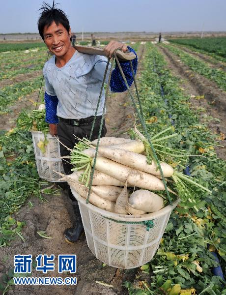 蘿卜的“漲價(jià)路”
