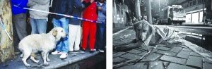 上?；馂默F(xiàn)場忠心小狗不吃不喝等主人出現(xiàn)
