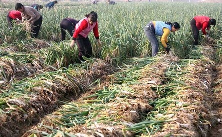 山西運城“政府價格調(diào)節(jié)基金基地”蔬菜豐收