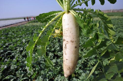 菜價究竟?jié)q在哪里？
