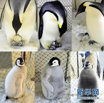 中國(guó)首次成功繁育的帝企鵝“寶寶”公開(kāi)亮相