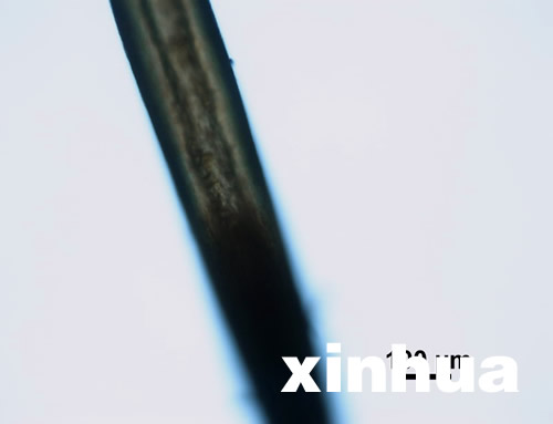 專(zhuān)家稱(chēng)神農(nóng)架野人不存在 野人紅毛皆是偽造