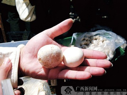 北京“漂白蘑菇”事件追蹤：小實(shí)驗(yàn)為何引發(fā)大爭(zhēng)議