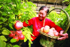 京郊懷柔楊宋鎮(zhèn)花卉大棚冬閑種菜（圖）