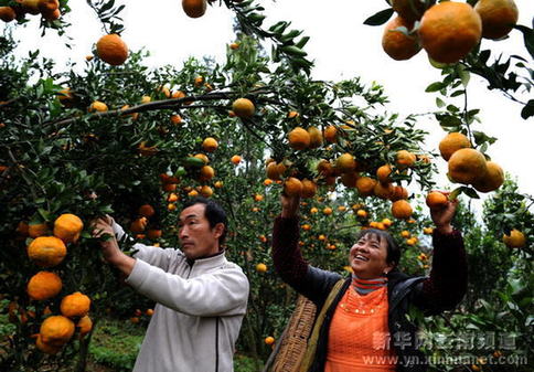 云南羅平抗旱水果獲豐收