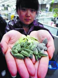 沈陽(yáng)市場(chǎng)部分“綠茶”瓜子是色素泡出來(lái)的