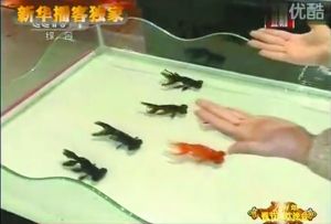 53家動(dòng)保組織致信央視要求停演金魚魔術(shù)