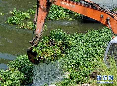 水葫蘆泛濫成災(zāi) 福建全力“清剿”