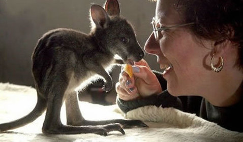 動物小了才可愛！超級萌的小動物
