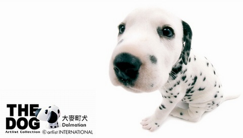 動(dòng)物小了才可愛！超級(jí)萌的小動(dòng)物