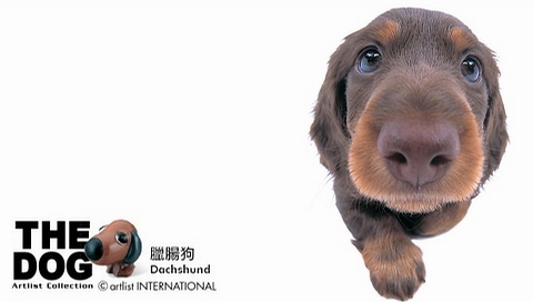 動物小了才可愛！超級萌的小動物