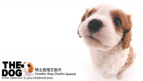 動物小了才可愛！超級萌的小動物