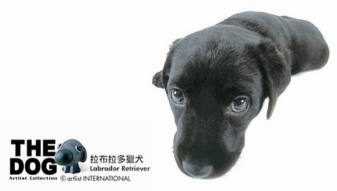 動(dòng)物小了才可愛(ài)！超級(jí)萌的小動(dòng)物