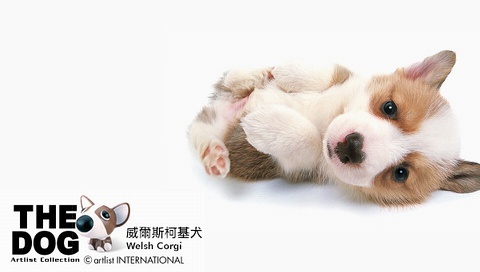 動(dòng)物小了才可愛！超級(jí)萌的小動(dòng)物