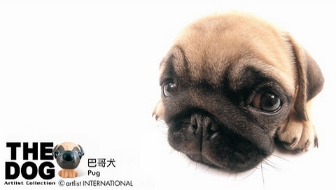 動物小了才可愛！超級萌的小動物