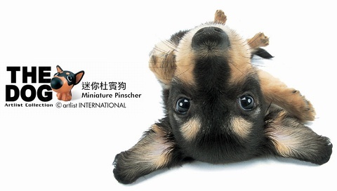 動物小了才可愛！超級萌的小動物