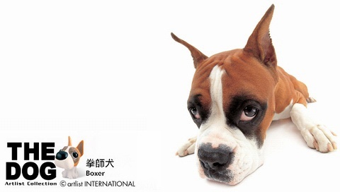 動物小了才可愛！超級萌的小動物
