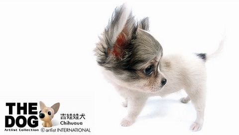 動物小了才可愛！超級萌的小動物