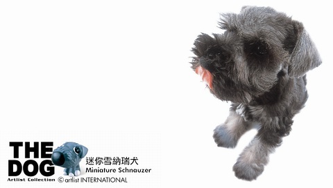 動物小了才可愛！超級萌的小動物