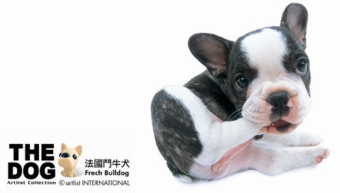 動物小了才可愛！超級萌的小動物
