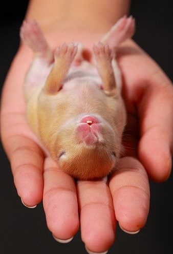小動物最萌瞬間