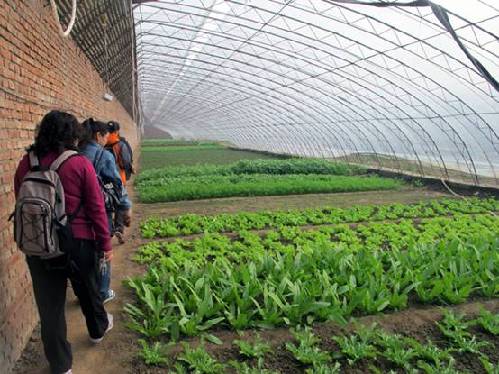 營(yíng)養(yǎng)師深入生機(jī)莊園基地 揭秘有機(jī)蔬菜種植和營(yíng)養(yǎng)