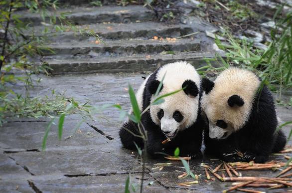 熊貓幼兒園里的幸福生活