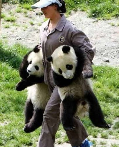 開心一笑！各種各樣的熊貓囧照