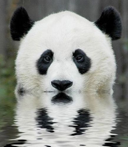 開心一笑！各種各樣的熊貓囧照