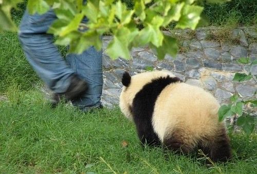 開(kāi)心一笑！各種各樣的熊貓囧照
