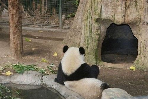 開心一笑！各種各樣的熊貓囧照