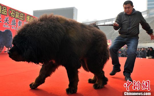 天價(jià)藏獒“驚天獸”亮相河北 力大如牛壯如雄獅